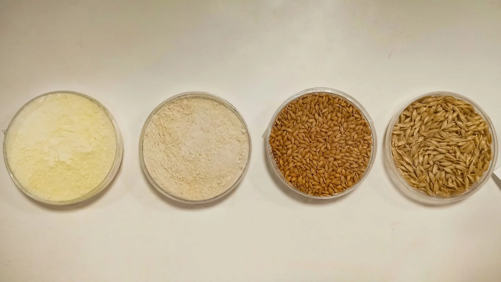 Wheat grain and flour samples in separate dishes