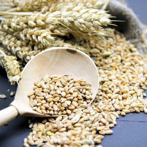 Barley grain — product reference photograph