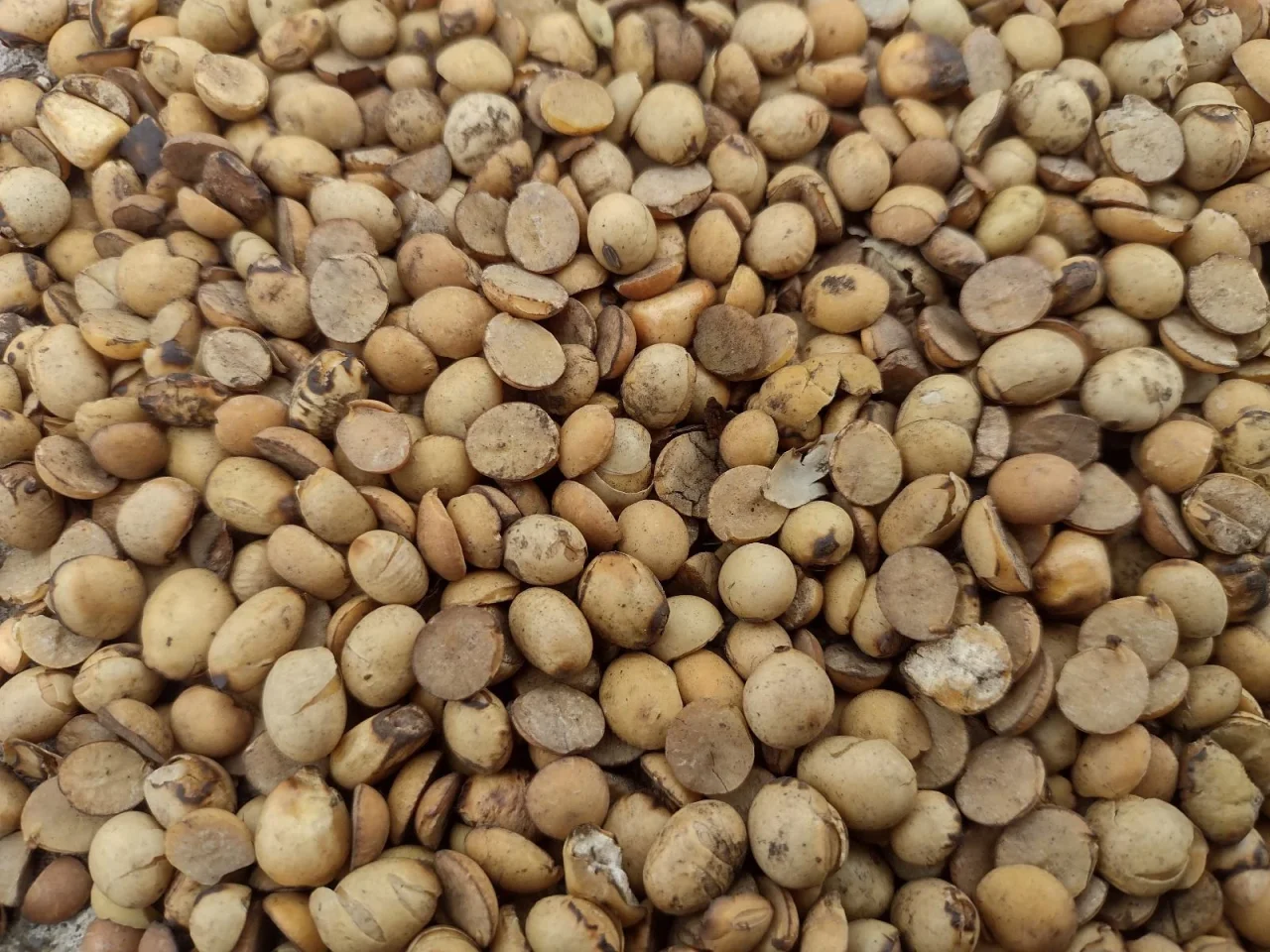 Feed-grade soybeans — product reference photograph