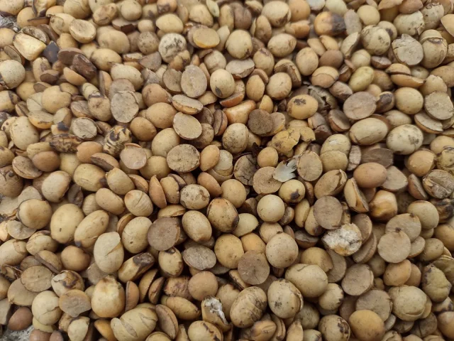 Feed-grade soybeans — product reference photograph