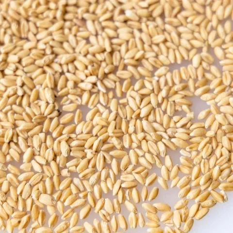 Feed-grade wheat — product reference photograph