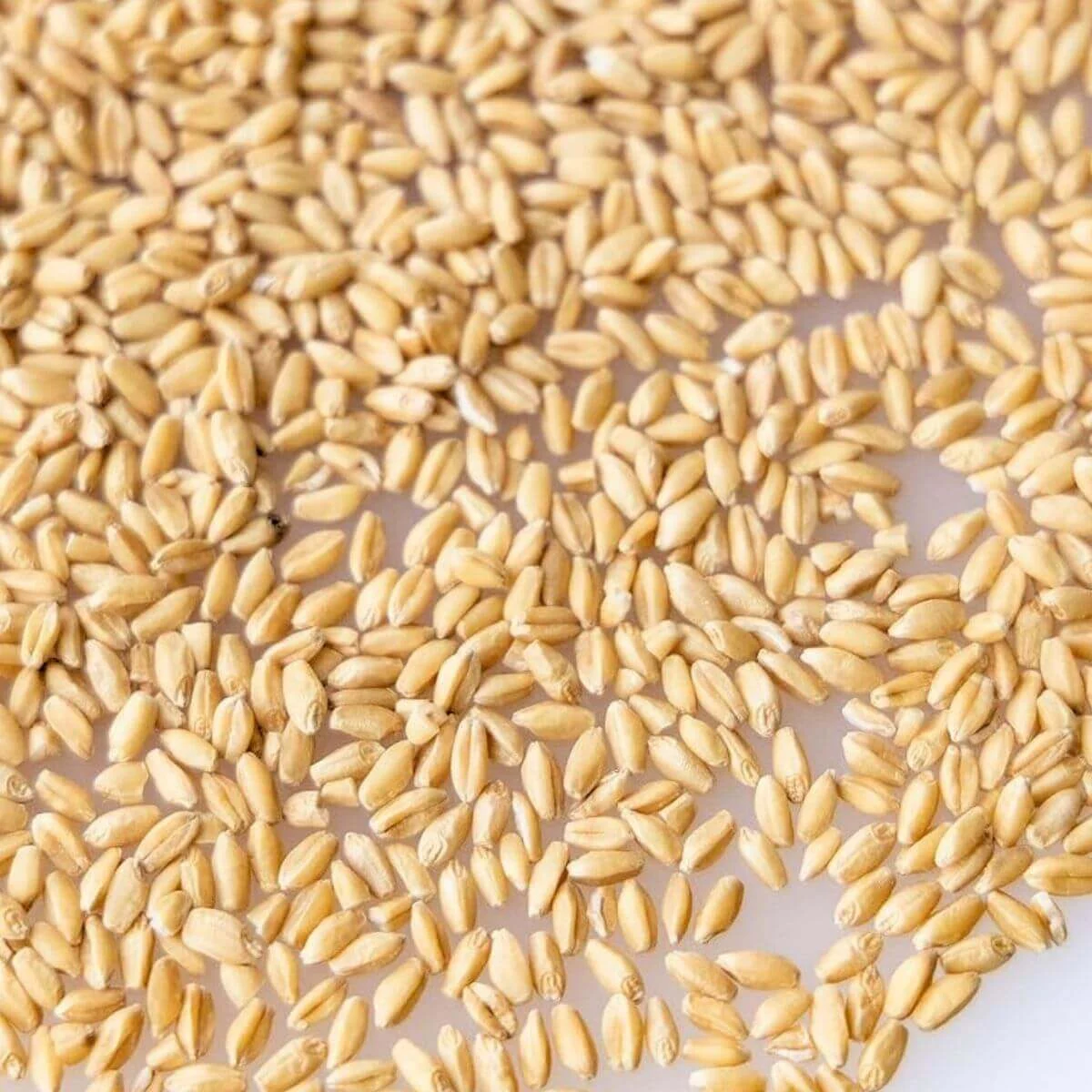 Feed-grade wheat — product reference photograph