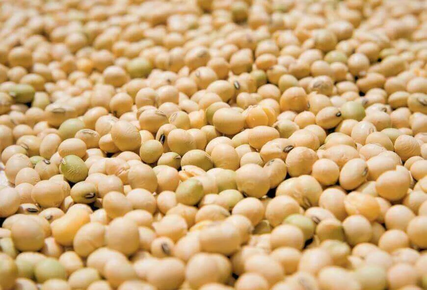 GMO soybeans — product reference photograph