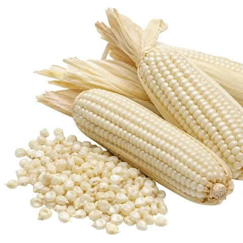 GMO white corn — product reference photograph