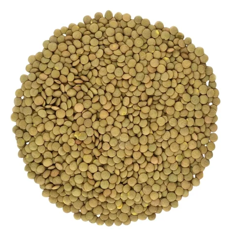 Green lentils — product reference photograph
