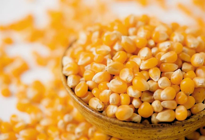 Non-GMO yellow corn — product reference photograph