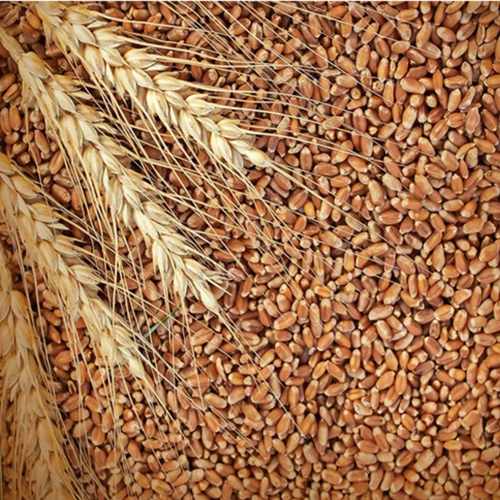 Organic milling wheat — product reference photograph
