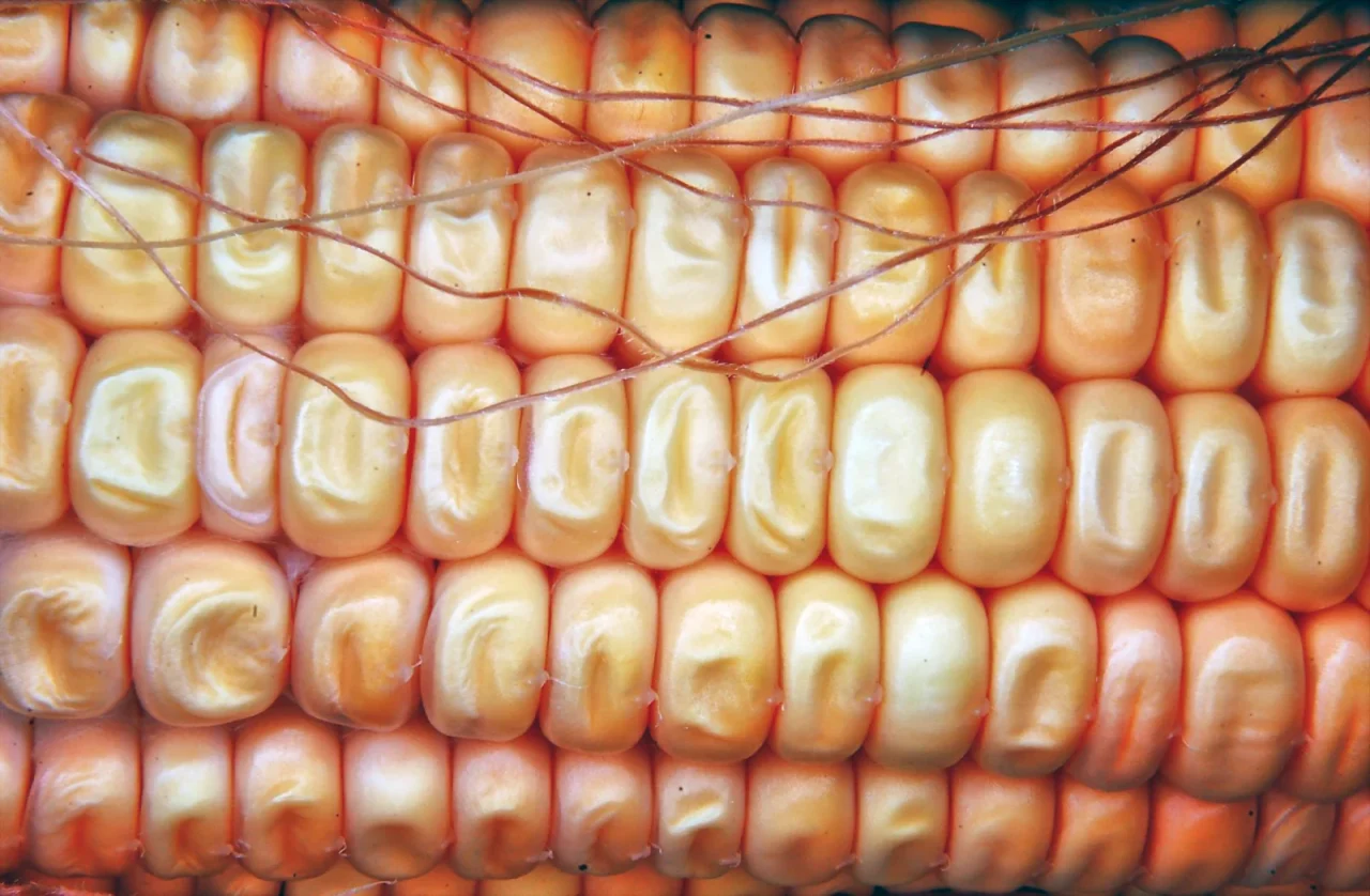 Sweet corn — product reference photograph