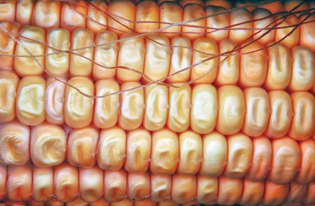 Sweet corn — product reference photograph