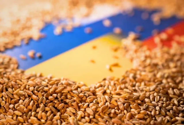 Wheat seed — product reference photograph
