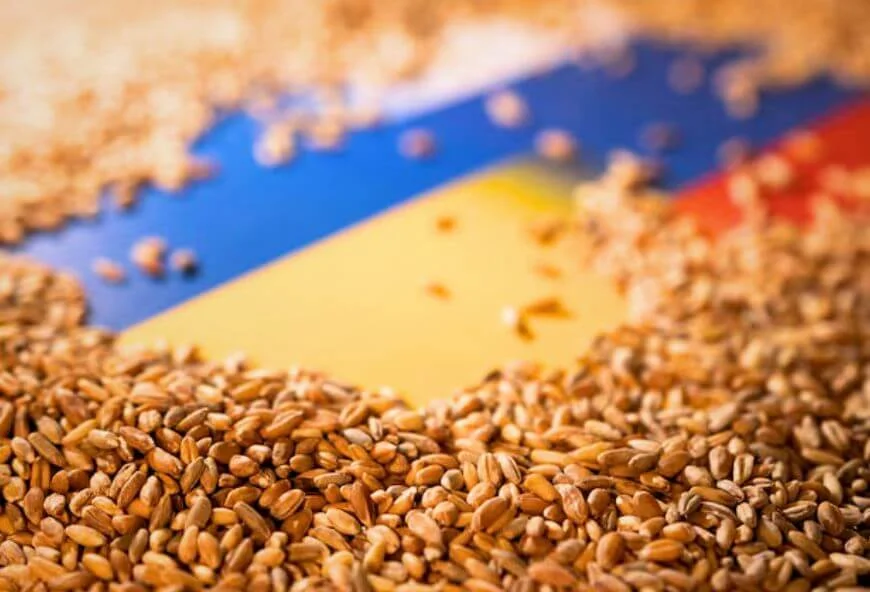 Wheat seed — product reference photograph